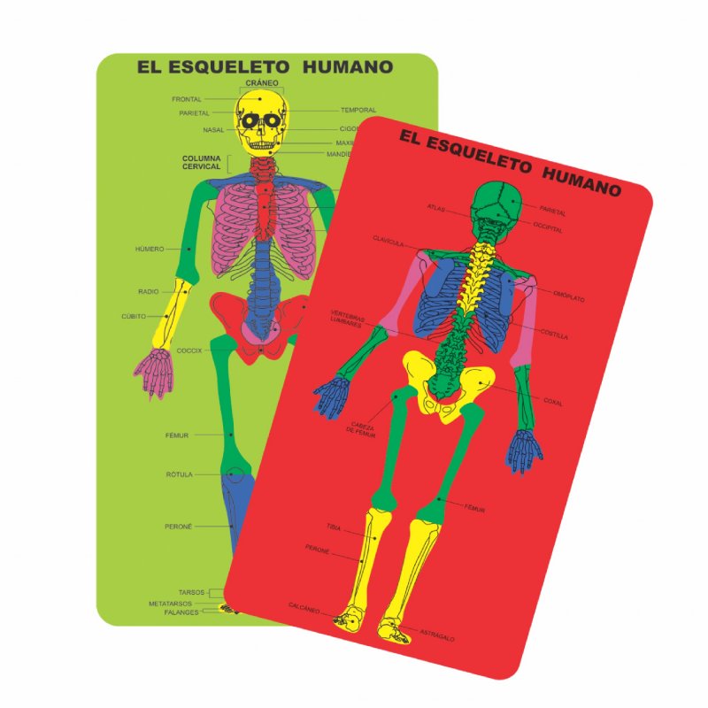 Rompecabeza de goma eva esqueleto humano (niños 5+) tacjuedi011 - Panita | Tienda Online